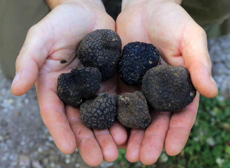 De beste herfstactiviteit: truffels zoeken in Italië