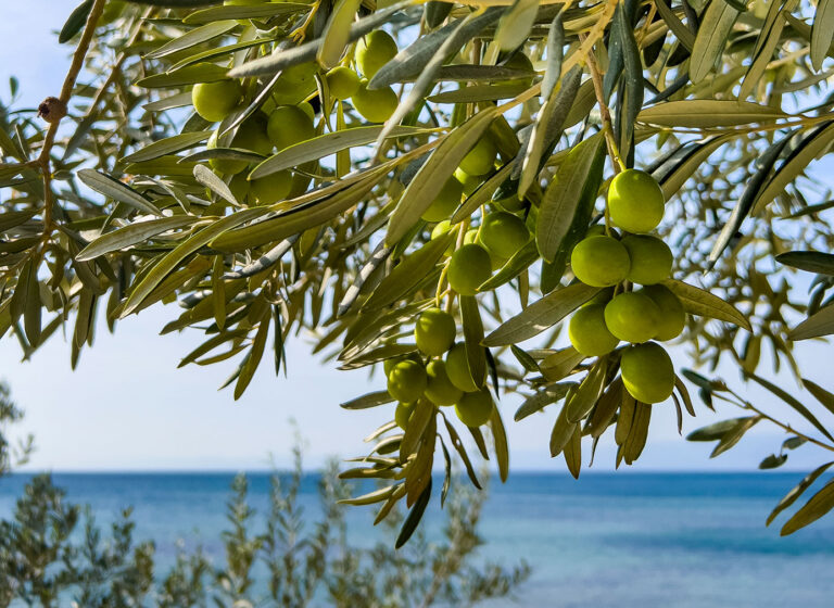 Acqua mora – Het ‘nieuwe’ superfood uit Italië is een beetje gek