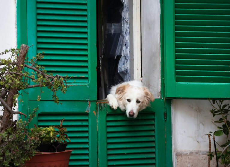 Een eindeloze lijst met de allerleukste Italiaanse hondennamen