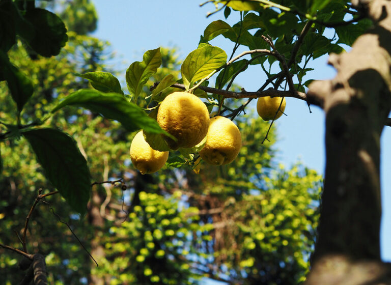 Riep er iemand limoncello? Deze citroenboomgaarden in Sorrento zijn de moeite waard